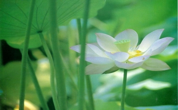 Tham luyến và dứt tham luyến